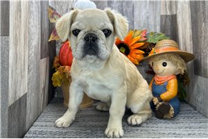 Mary - French Bulldog for sale