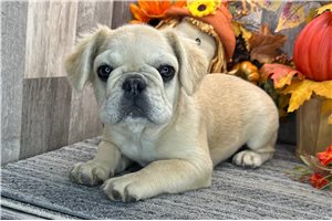 Mary - French Bulldog for sale