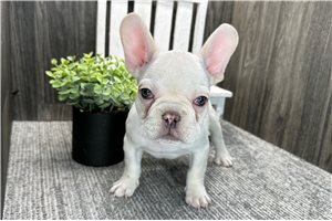 Dustin - puppy for sale