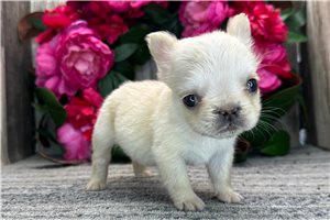 Malone - French Bulldog for sale