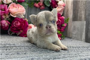 Samson - puppy for sale
