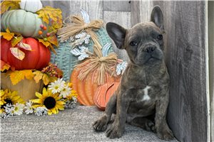 Beta - puppy for sale