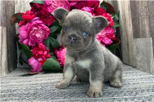 Matthew - French Bulldog for sale