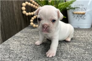 Cole - French Bulldog for sale