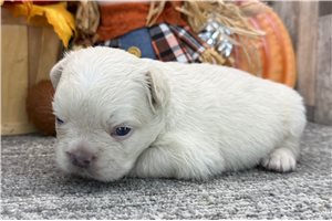 Ezra - puppy for sale