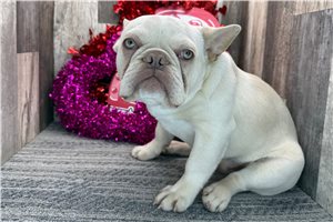 Marlo - French Bulldog for sale