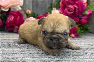 Job - puppy for sale