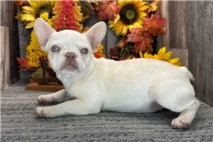 Eden - puppy for sale