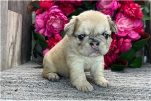 Mary - French Bulldog for sale