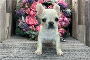 Malone - French Bulldog for sale