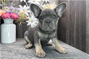 Kenneth - puppy for sale