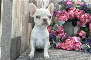 Eden - French Bulldog for sale