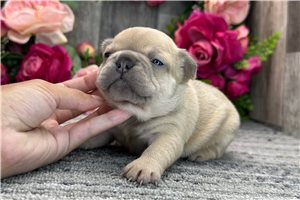 Galilee - French Bulldog for sale