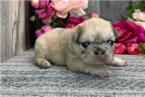 Mary - puppy for sale