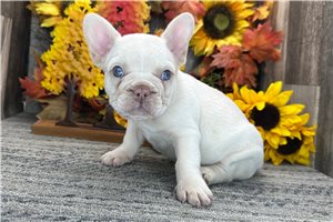 Barbie - French Bulldog for sale