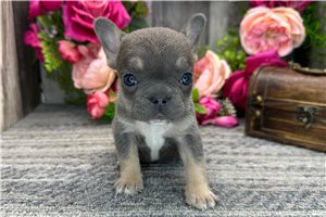 Tracy - French Bulldog for sale