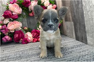 Tristan - French Bulldog for sale