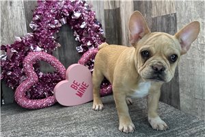 Ruth - puppy for sale