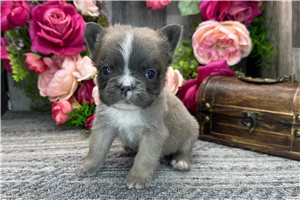 Tristan - French Bulldog for sale