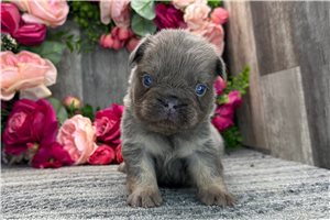 Matthew - French Bulldog for sale