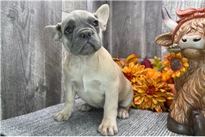 Maude - puppy for sale