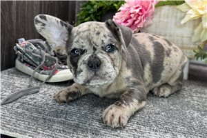 Natasha - puppy for sale