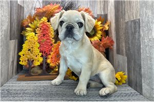 Mary - French Bulldog for sale