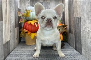 Sarah - French Bulldog for sale