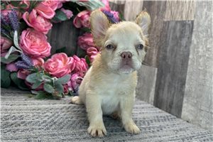 Lydia - French Bulldog for sale