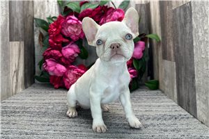 Eden - puppy for sale
