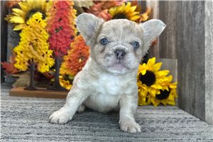 Barkley - French Bulldog for sale