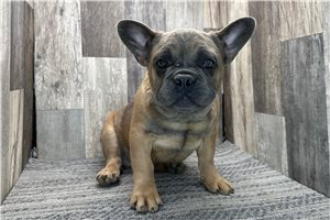 Theo - French Bulldog for sale