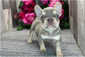 Andrew - French Bulldog for sale