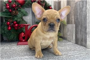 Reagan - puppy for sale