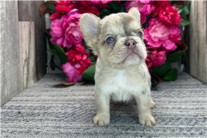 Samson - French Bulldog for sale