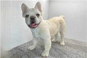 Fluffy Carter - French Bulldog for sale