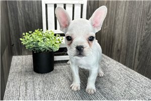 Delaney - puppy for sale