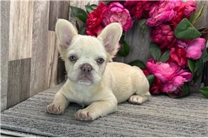 Ruth - French Bulldog for sale