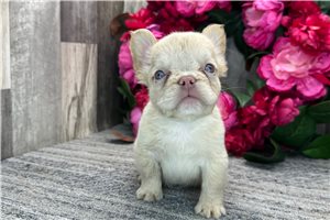 Lydia - French Bulldog for sale