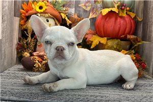 Eden - French Bulldog for sale