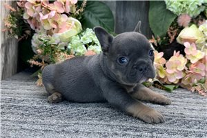 Sydney - French Bulldog for sale