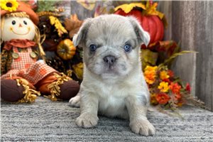 Buttercup - puppy for sale