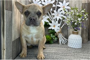 Coral - French Bulldog for sale