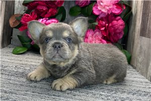 Moses - puppy for sale