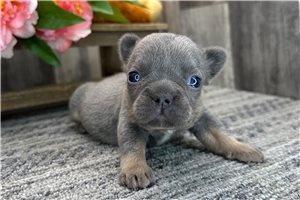 Sophia - French Bulldog for sale