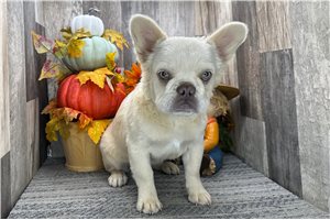 Ruth - French Bulldog for sale