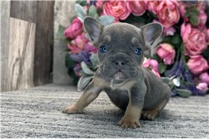 Andrew - French Bulldog for sale