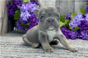 Tracy - puppy for sale