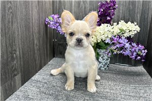 Kaylee - French Bulldog for sale