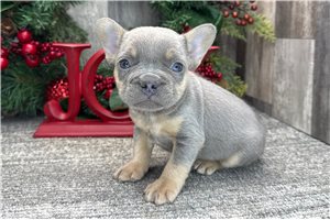 Silas - puppy for sale